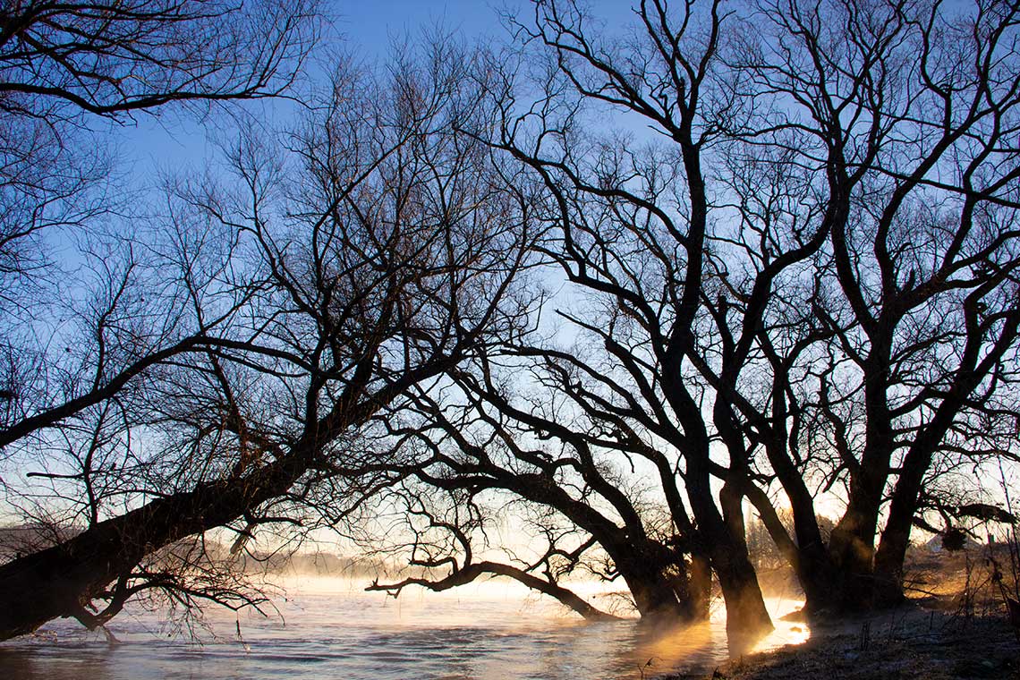 Baum im Wasser